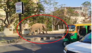 रांची के हटिया में घुस आया जंगली हाथी, पुलिस और वन विभाग अलर्ट मोड में