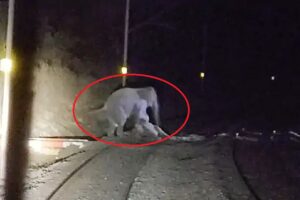 मालगाड़ी की चपेट में आया हाथी का शावक, झुंड के विरोध से 4 घंटे ठप रही रेल सेवा