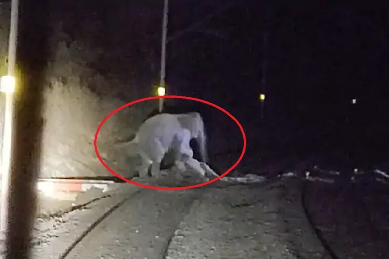 मालगाड़ी की चपेट में आया हाथी का शावक, झुंड के विरोध से 4 घंटे ठप रही रेल सेवा