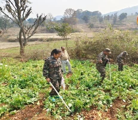 झारखंड में सैटेलाइट से खुलासा: कई जिलों में फिर शुरू हुई अवैध अफीम खेती, NCB ने जारी किया अलर्ट