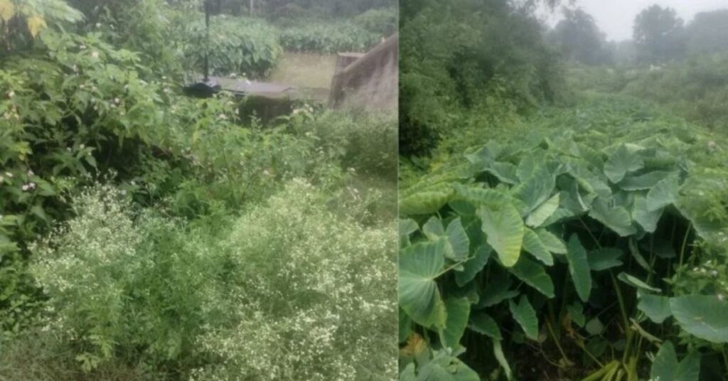 महुआडांड़ की अंबाटोली पंचायत में जाम पड़ी सिंचाई नहर, किसानों ने उपायुक्त से लगाई सफाई की गुहार